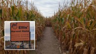 If You Get Lost At Ellis' Harvest Home Corn Maze In Lingle, They Send Out A Drone