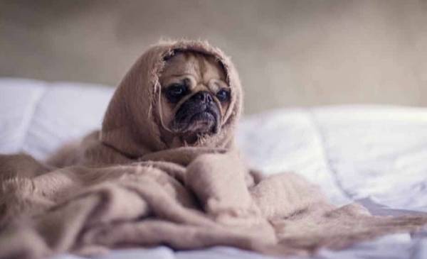 "Bomba de frío" en La Plata: la térmica por debajo de 3ºC y se espera un martes nublado