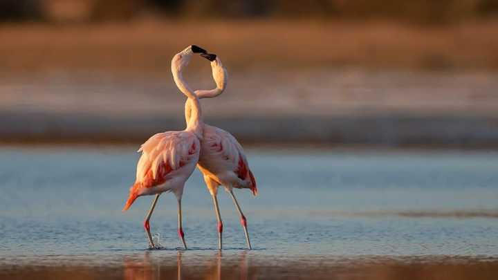 Ni Alta Gracia y ni Cosquín: la joya de Córdoba con flamencos, un hotel y una ciudad olvidada