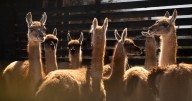 Inédito proyecto rewilding: buscan repoblar guanacos en la Región Metropolitana