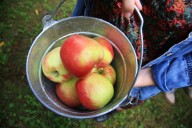 Vote for the best apple orchard in Oregon: Readers Choice Awards