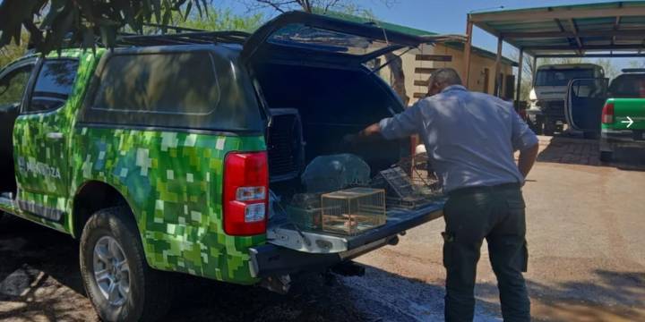 Rescataron varias aves protegidas que eran trasladadas desde Catamarca a Mendoza de forma ilegal