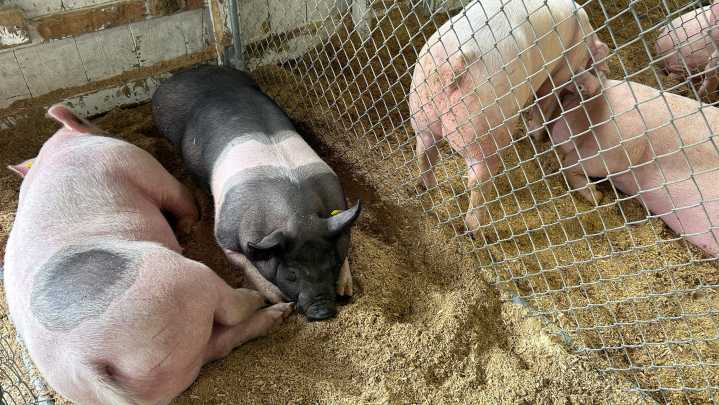 Win half a hog and help support health care in Sault Ste. Marie
