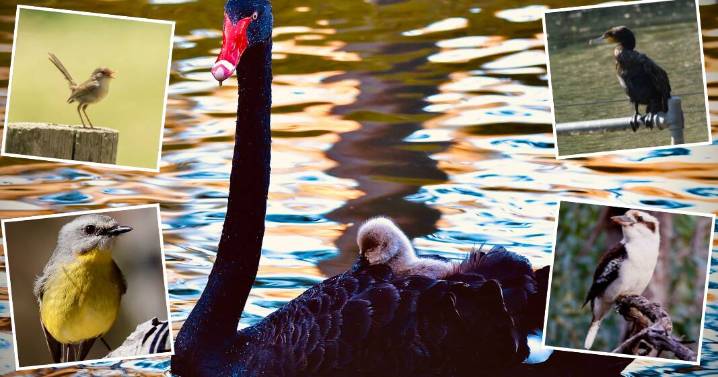 Why you should join Australia's largest citizen bird count