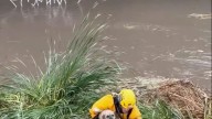 Firefighters rescue stranded pup from rising floodwaters in Southern California