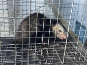 Three opossums caught at harbors in Honolulu, Hilo