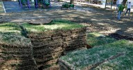 The right way to water new sod; too little sun can make ligustrums lose color: Dan Gill explains