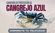 Realiza gobierno de BJ fecha de campaña para cuidado de Cangrejo Azul