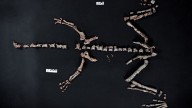 El esqueleto casi completo de uno de los dinosaurios más antiguos del mundo es hallado en una ciudad sudamericana