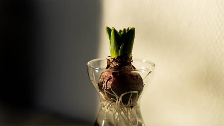 25 Gorgeous Flowers You Can Grow Indoors Without Any Soil