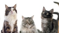 Cuál es la verdadera edad de tu gato: la fórmula que usan los veterinarios para calcularla
