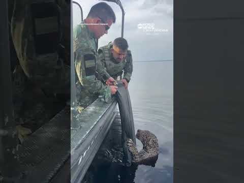 Wounded jaguar in Brazil rescued by authorities
