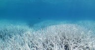 Muerte masiva de corales no tiene retorno a menos que se revierta drásticamente el calentamiento global, alertan 160 científicos