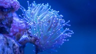 Dos especies de coral quedan "funcionalmente extintas" por ola de calor; qué significa esto