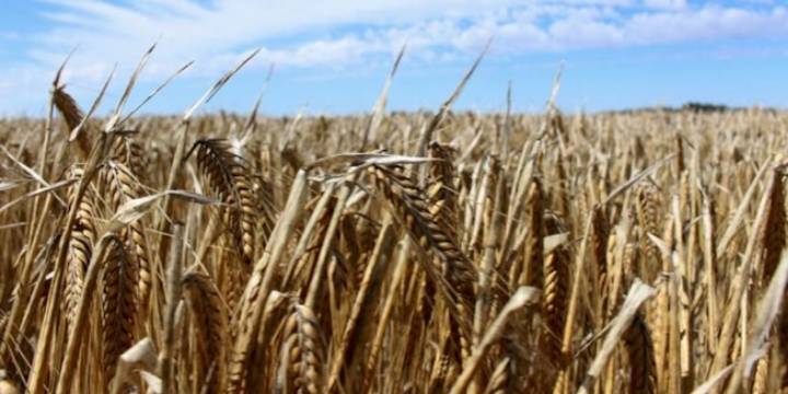 La cebada enfrenta un mercado global deprimido