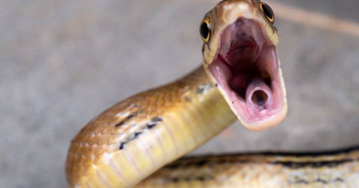 Snake bite secrets revealed after slow-motion footage uncovers true strike speed