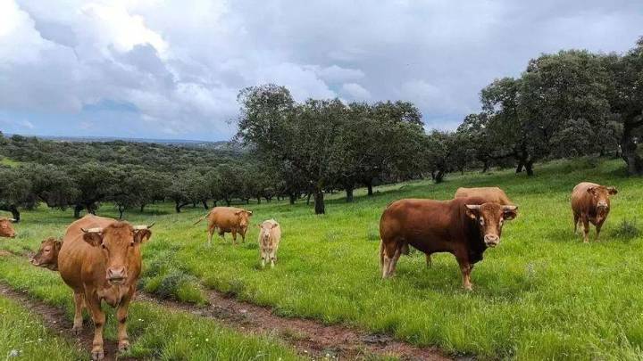 Extremadura se convertirá en el centro mundial de la ganadería sostenible, con Trujillo y Don Benito como sedes