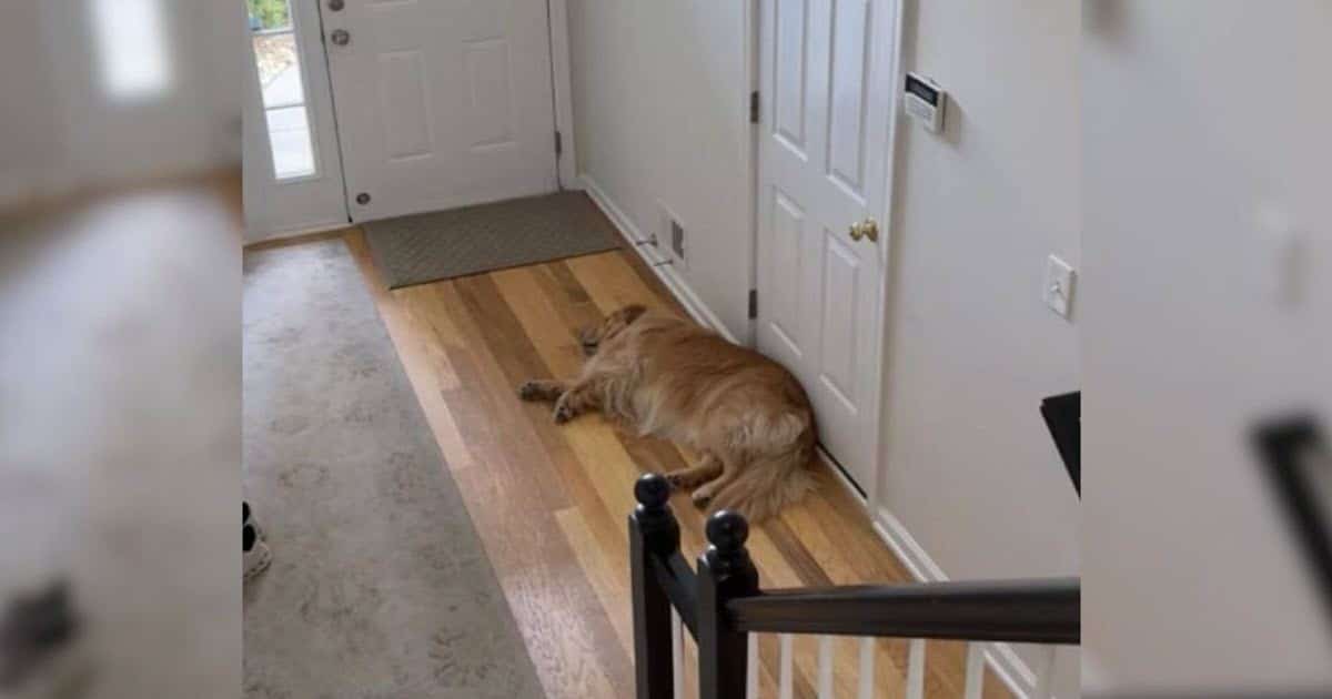 Dog Waits All Day for His Little Brother’s Return from School, Bringing Internet to Tears