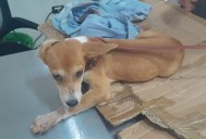 Mano Canina organiza evento para una cirugía