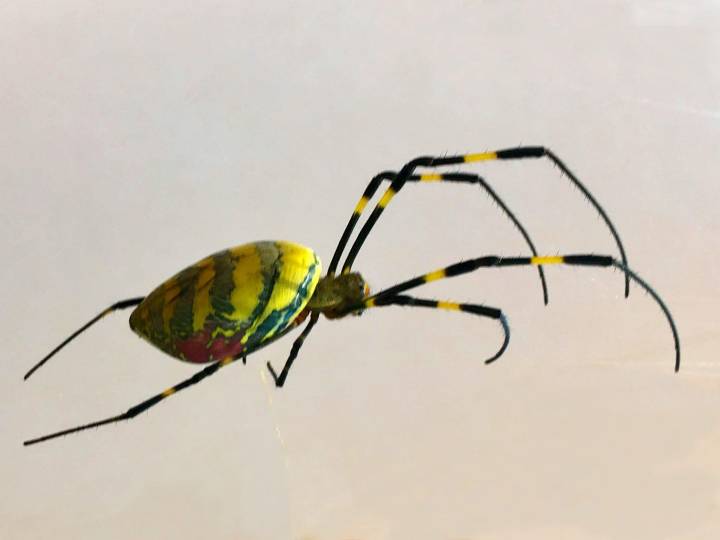 Have you seen a Joro spider in Georgia? Researchers Want Your Photos