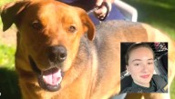 Perrito buscó ayuda para rescatar a su dueña que había sufrido un accidente en Florida