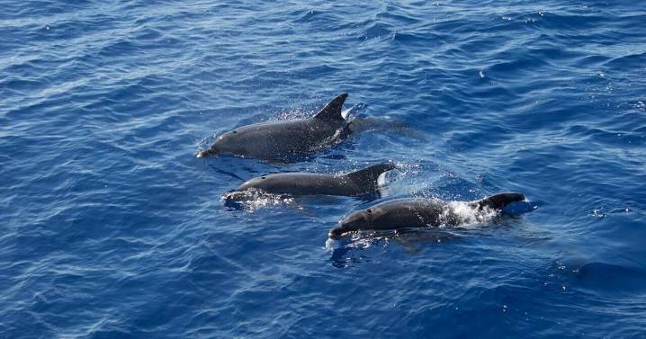 Alarming research reveals why dolphins are dying younger