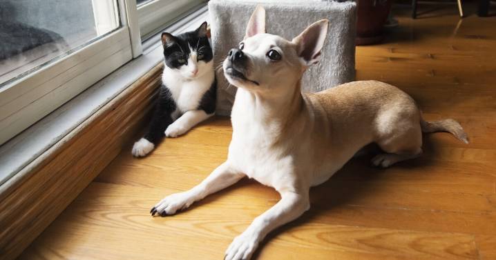Who's more charitable, dog owners or cat owners? A Dartmouth study looked into it