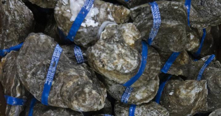 Texas Parks & Wildlife to open three oyster harvest areas in Galveston Bay