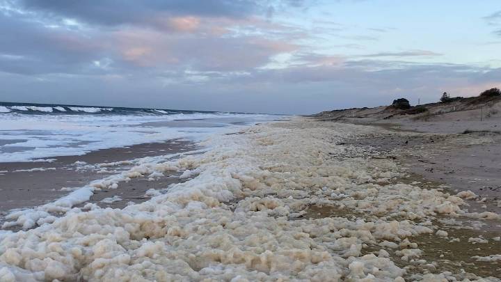 South Australia launches new algal bloom hotline to aid community and environmental response