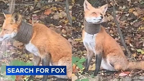 Good Boy Dog Recovery looking to help roaming fox in Broomall, Pennsylvania
