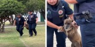 Un perro se negó a ir a vacunarse y terminó “arrestado”