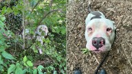 Kentucky Dog Found Tied In A Bush For Three Days Leaves Rescuers Heartbroken
