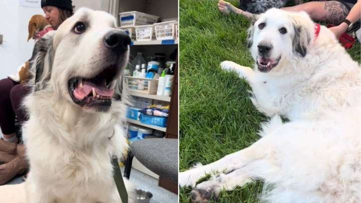 Minnesota Foster Dog Ignored At Adoption Event For The Saddest Reason