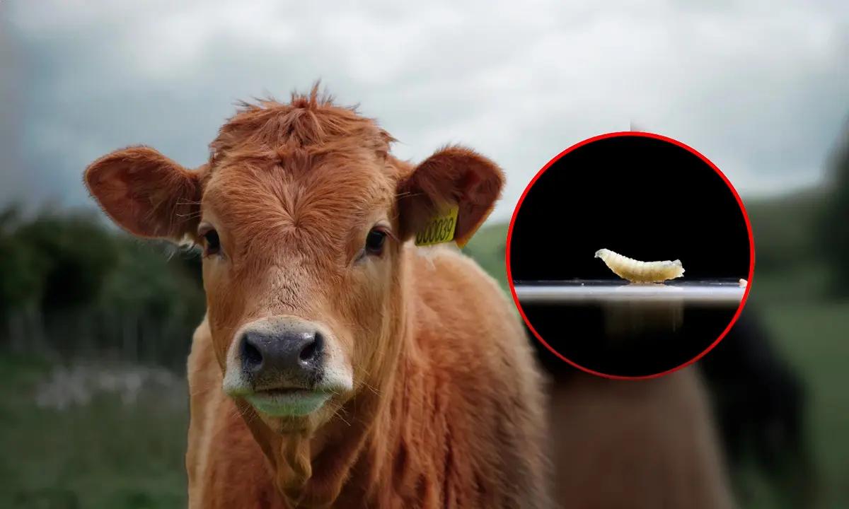 Sin fecha aún para reanudar la exportación de ganado mexicano, Sader