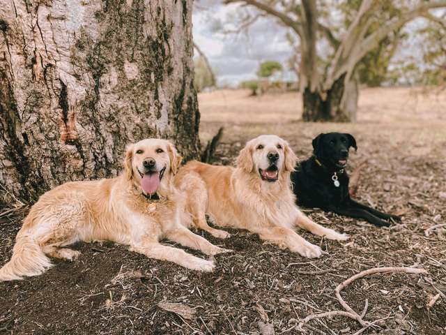 Five ways to happier pets - Ipswich West Moreton Today