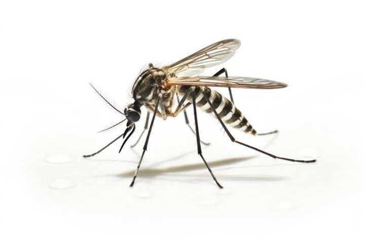 Dengue positivity on the rise in Odisha, finds PharmEasy study