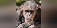 Former research lab chimpanzee dies at north Georgia sanctuary after long battle with kidney disease