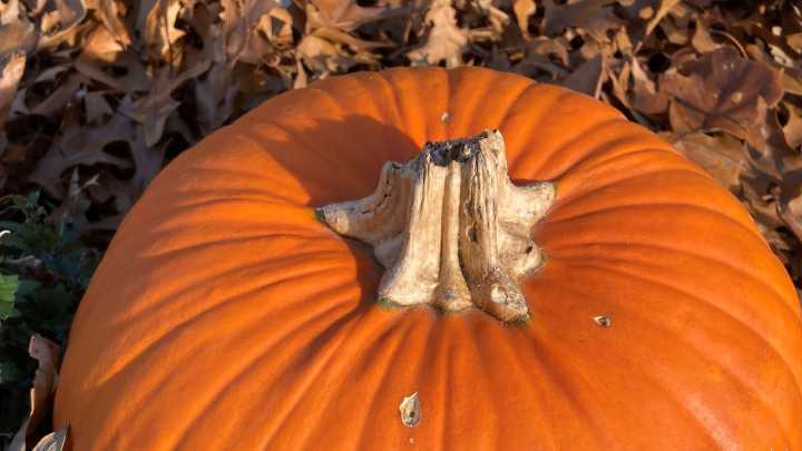 How to roast pumpkin seeds for a healthy sweet or salty snack