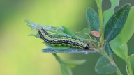 Invasive And Harmful Pests Your Boxwood Tree Might Be Attracting