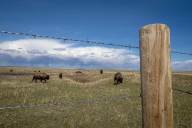 Governor, federal delegation send letter to Interior targeting American Prairie