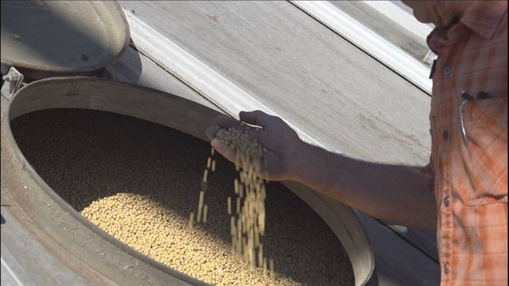 Tariffs impacting Louisiana soybean farmers, economic experts weigh in