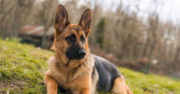 Dog behaviourist highlights 1 breed you should never get as they 'bite children'