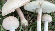 Six people fall ill after eating mushrooms in Thiruvananthapuram; three in critical condition