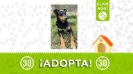 ¡La propia para apoyo emocional! Pinina está lista para su nuevo hogar ¿La adoptas?