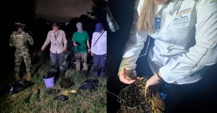 Operativo nocturno en Puerto Vallarta: desactivan 12 trampas ilegales en zonas de anidación de la tortuga casquito, especie en peligro de extinción