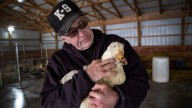 DNR: Michigan sanctuary must kill flightless ducks, geese
