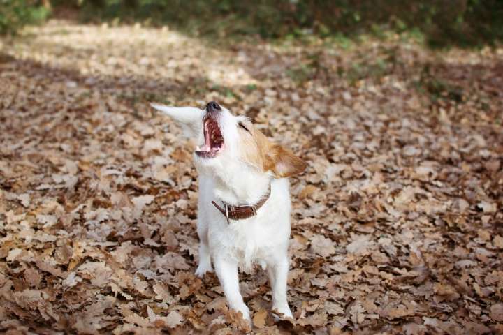 13 Dog Breeds That Turn Barking Into A Full