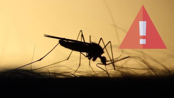 Encuentran nueva especie de mosquito en México; transmite hasta la fiebre amarilla