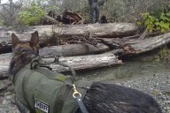 Trailer thief suspect arrested after deputies foil escape into the Stilly