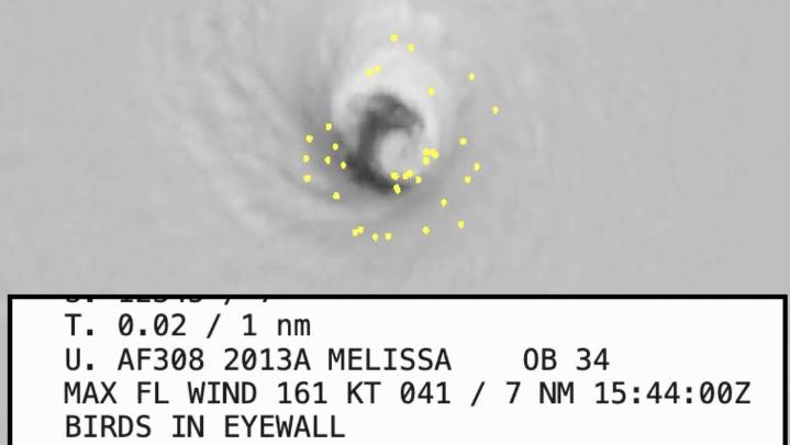 Millares de pájaros quedan atrapados en el ojo del huracán Melissa
